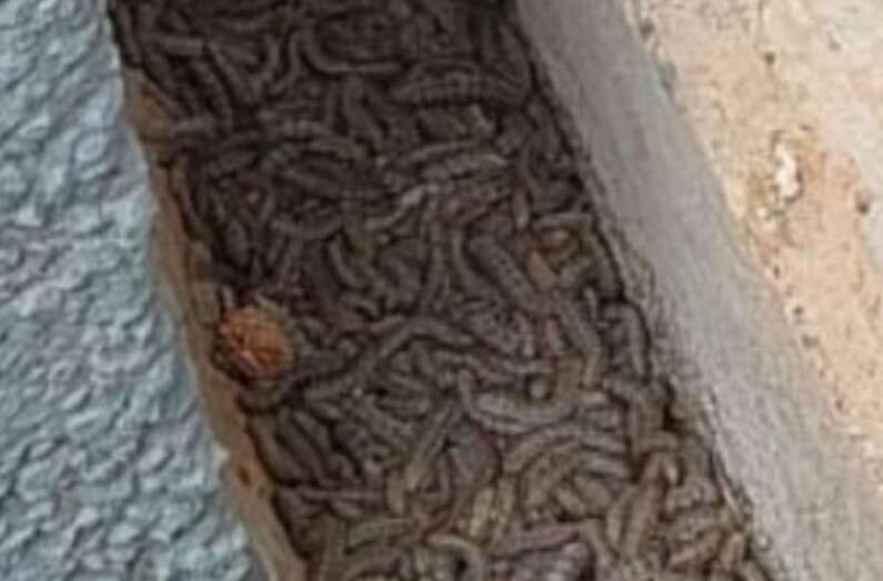 Concentración de orugas/TA.